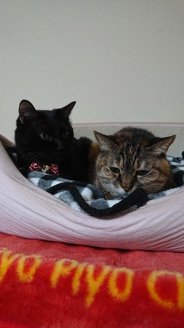 いつか必ず猫を飼いたい 飼うなら黒猫と譲渡会に参加 妹猫も迎え12年たっても とにかく可愛い存在 に まいどなニュース
