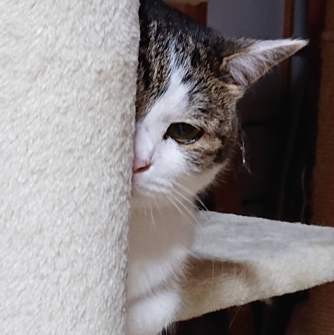野良の母猫が置き去りにした子猫、ひどい猫風邪をひいていたがみるみる 