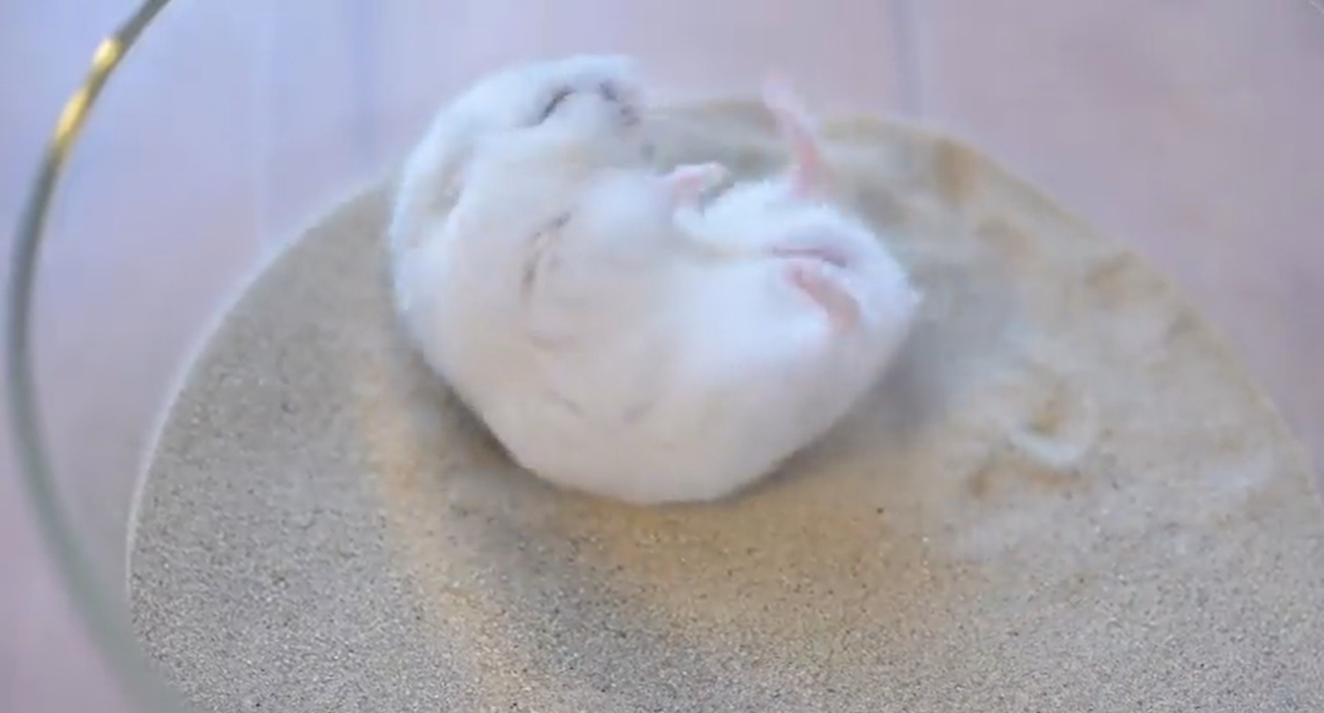 ごろごろ くねくね 砂浴びハムスターの動画に癒される人が続出 永遠に見てられる 俺も3年ぐらいこうしていたい まいどなニュース ごろごろ くねくね 砂浴びハムスターの動画に癒される人が続出 永遠に見てられる 俺も3年ぐらいこうしていたい まいどなニュース