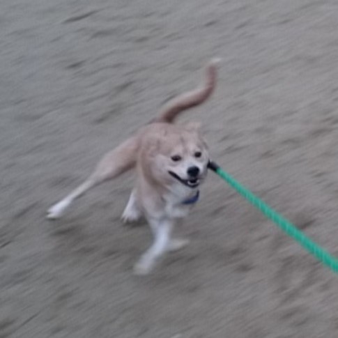 走ることが大好き！