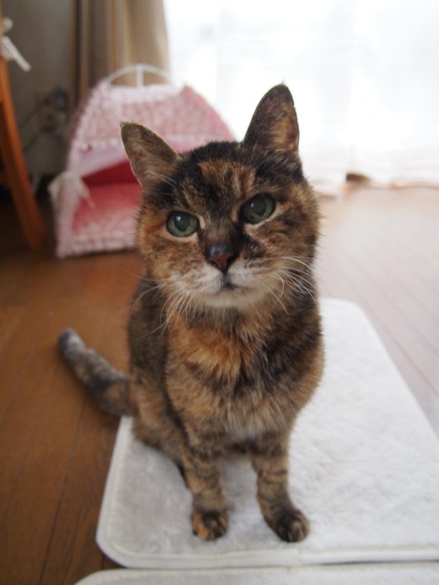 21年間そばにいてくれてありがとう 心臓病になり視力も喪失 それでも力強く生きた長寿猫 まいどなニュース
