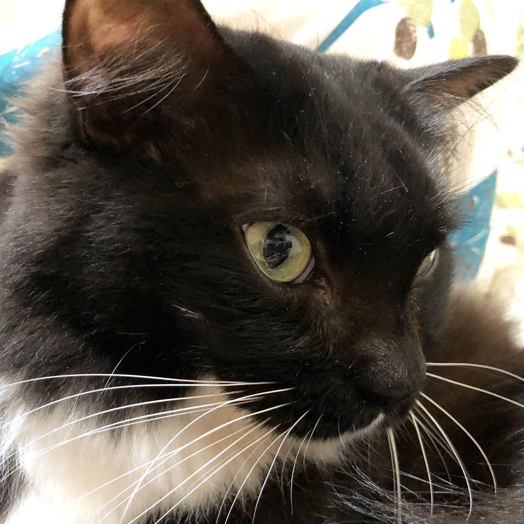 窓を開けたら母猫を呼ぶ子猫の大きな鳴き声 見つけた猫はきっと 突然亡くした猫の生まれ変わり まいどなニュース