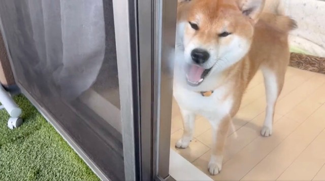犬が窓ガラスに ハーッ まさか 大掃除のお手伝い 飼い主の窓拭きを見守る柴犬 まいどなニュース 犬が窓ガラスに ハーッ まさか 大掃除のお手伝い 飼い主の窓拭きを見守る柴犬 まいどなニュース