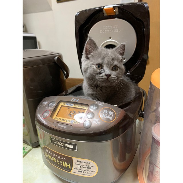 炊飯器で ねこまんま が ふっくら炊けました お約束をねらった子猫さん やっぱりかわいいと話題 まいどなニュース
