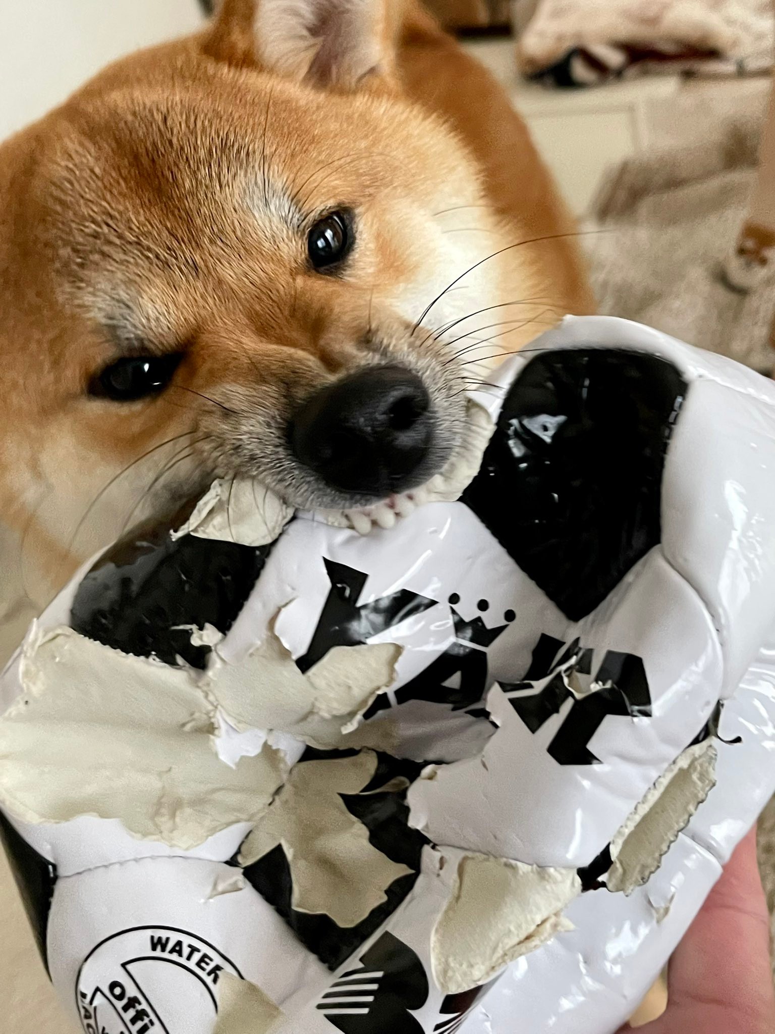 ボールはトモダチ ってぼろぼろやーん 鬼の形相の柴犬さんが話題に すごい破壊力 こんな顔するのか まいどなニュース