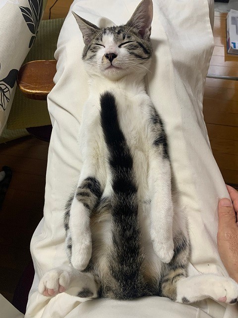 猫全部乗せご飯 動画で大人気の那須の長楽寺 ただ今 先住猫4匹 子猫2匹 6匹乗せ にチャレンジ中 まいどなニュース