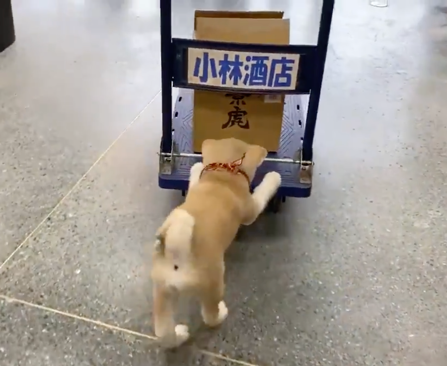 ぎぁぁぁぁぁ カーテンをビリビリに食い破るワンちゃん ペット見守りカメラに映し出された惨状が話題 まいどなニュース