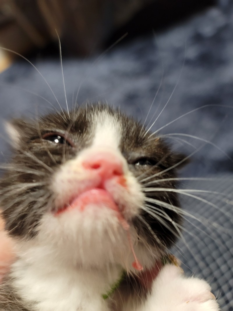 カラスに口の半分を突かれた子猫 血まみれだったが酸素テントで治療 左の歯はないが やんちゃに成長 まいどなニュース