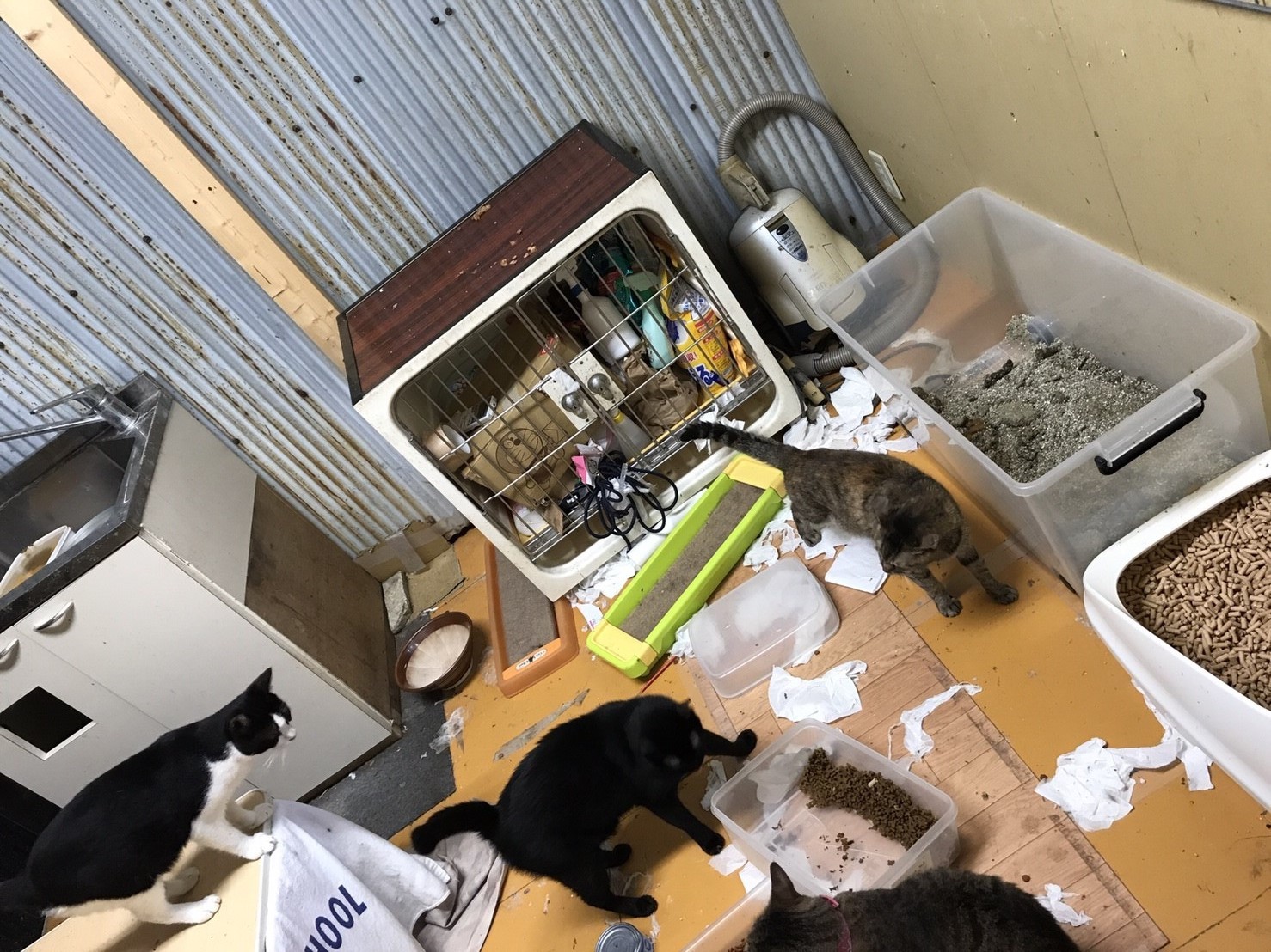 難病を宣告された猫 腎不全末期 これ以上苦しめられない 延命治療を止めた保護猫カフェ店主の思い まいどなニュース