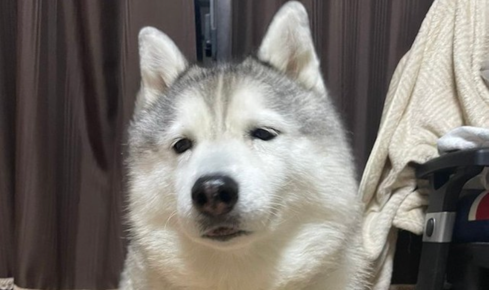 子ども オオカミだ ハスキー犬 あ ゴメン 細いポールに隠れてぎゅっと目をつぶる犬さんがいじらし過ぎる まいどなニュース