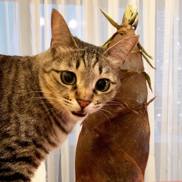 事故で母猫を失い保護された子猫 里親になった決め手は 長女の 妹や弟はいらない 猫が欲しい まいどなニュース