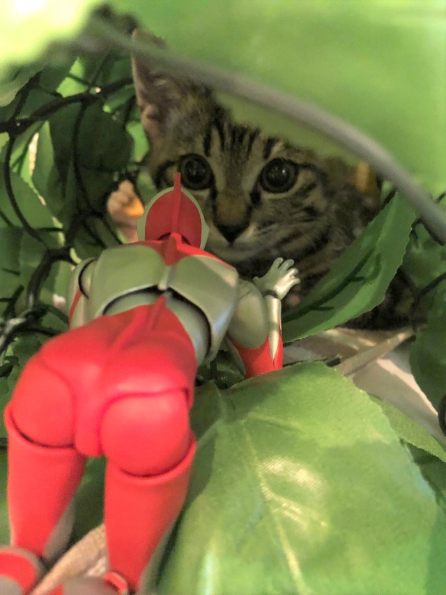 もう大丈夫だ!ジュワッチ!」臆病な子猫の味方はウルトラマン u201c3分間