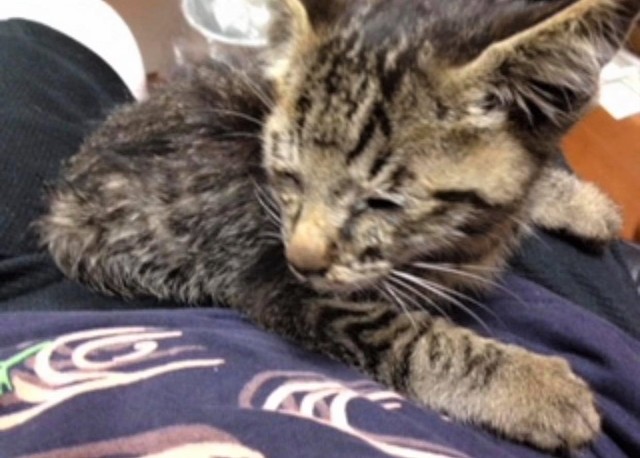 目の前で子猫が 轢いた車は走り去るも うちの子に 今では先住犬と後輩猫つなぐ 親善大使 に まいどなニュース