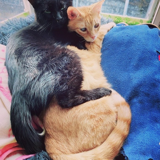 山中で鳴いていた子猫 家族や先住猫に守られすくすく成長 妹猫を迎え幸せなシニアライフを満喫 まいどなニュース