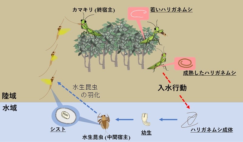 宿主