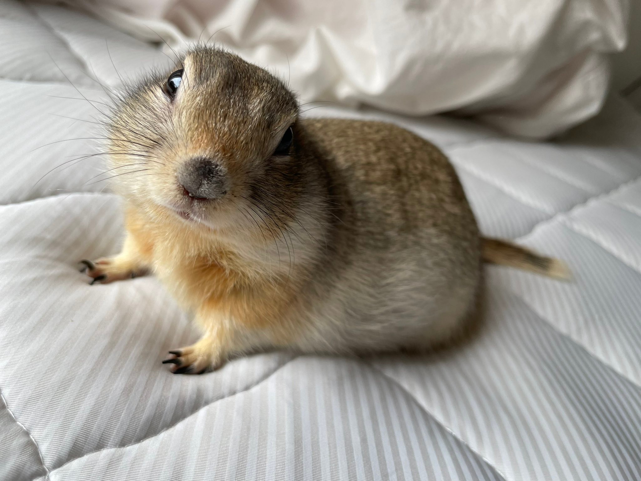 新種の 特大キウイ と思いきや おいしそうな 正体 にツイ民悶絶 かわいすぎて食べられない まいどなニュース