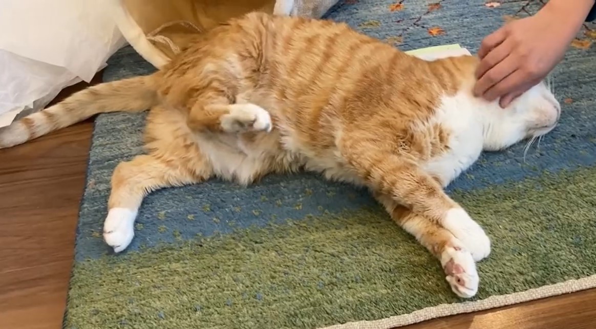 「自分で掻いてるつもり？」コショコショしたら足が動く猫 「届いてないし、掻けてない」と笑いを誘う｜まいどなニュース