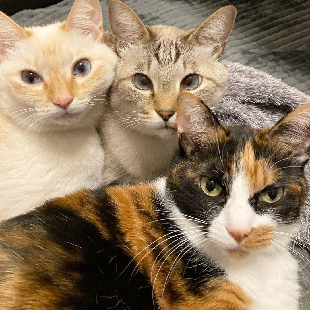 いつか膝の上に乗ってほしい 視力が悪い猫 人に警戒心が強いが 尚更愛おしい まいどなニュース