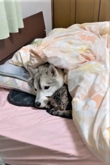 お布団の中で寄り添う子猫と犬にほっこり ぬくぬくにゃー 一緒に添い寝したい まいどなニュース