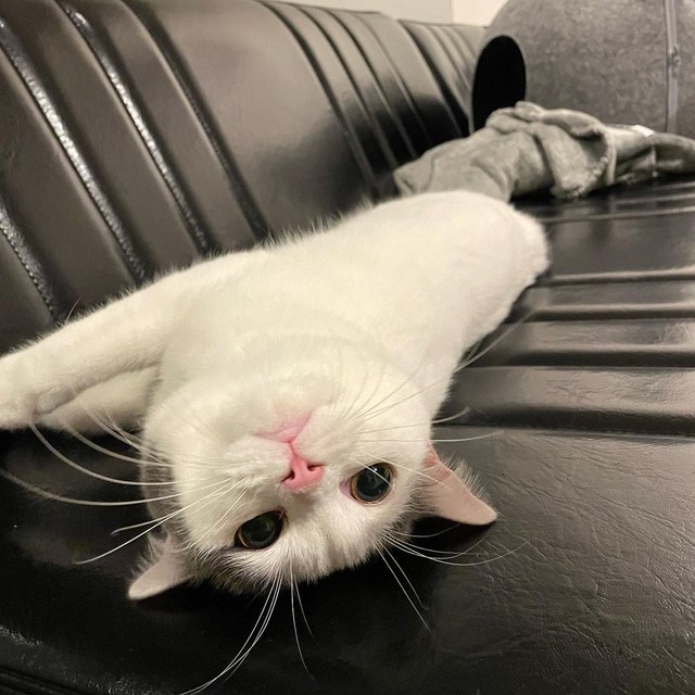 お風呂なんて聞いてニャい 叫ぶ猫のお顔が話題 強い意志感じる 暴れるので 人間は流血も まいどなニュース