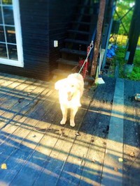 合成じゃないのコレ 奇跡 雑コラみたいな夕日の犬に爆笑 逆に新しい 何なんですかねこの現象 まいどなニュース