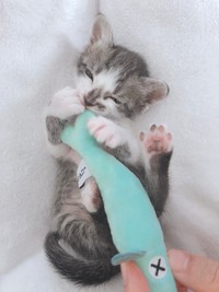 好きなだけ入っていいよ」自作の猫専用シンクのクオリティに称賛の声 