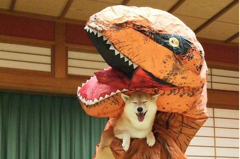 恐竜に抱っこされた柴犬のニコニコ笑顔が話題 温泉宿で恐竜に捕まった 満面の笑みやんか 全然怖がってない まいどなニュース