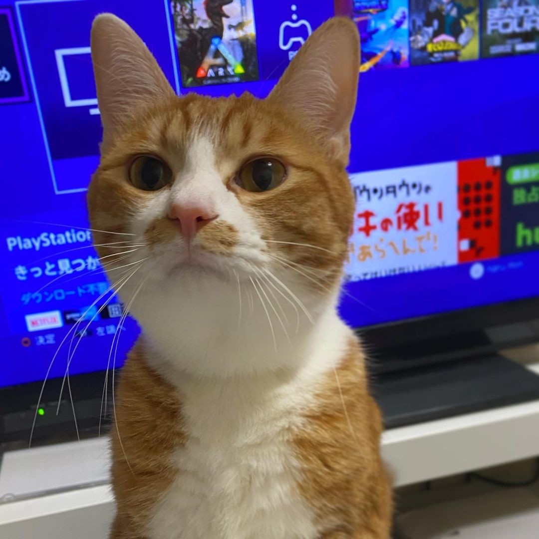 空き家で野良猫が4匹の子猫を産んだ 母猫に見捨てられた1匹を放っておけずウチの子に まいどなニュース