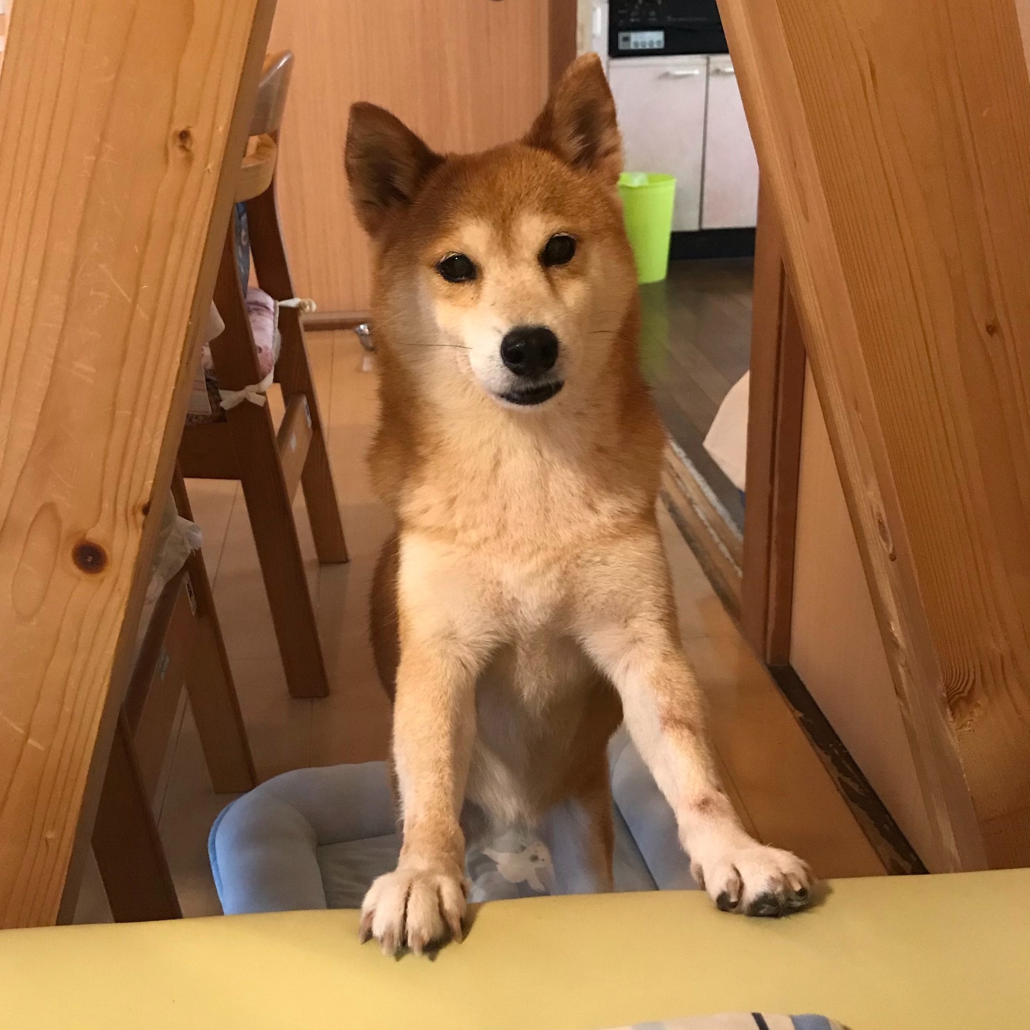 難病の女性が迎えた元繁殖犬 第2の人生を一緒に歩みたい ライフという名に想いを込めて まいどなニュース