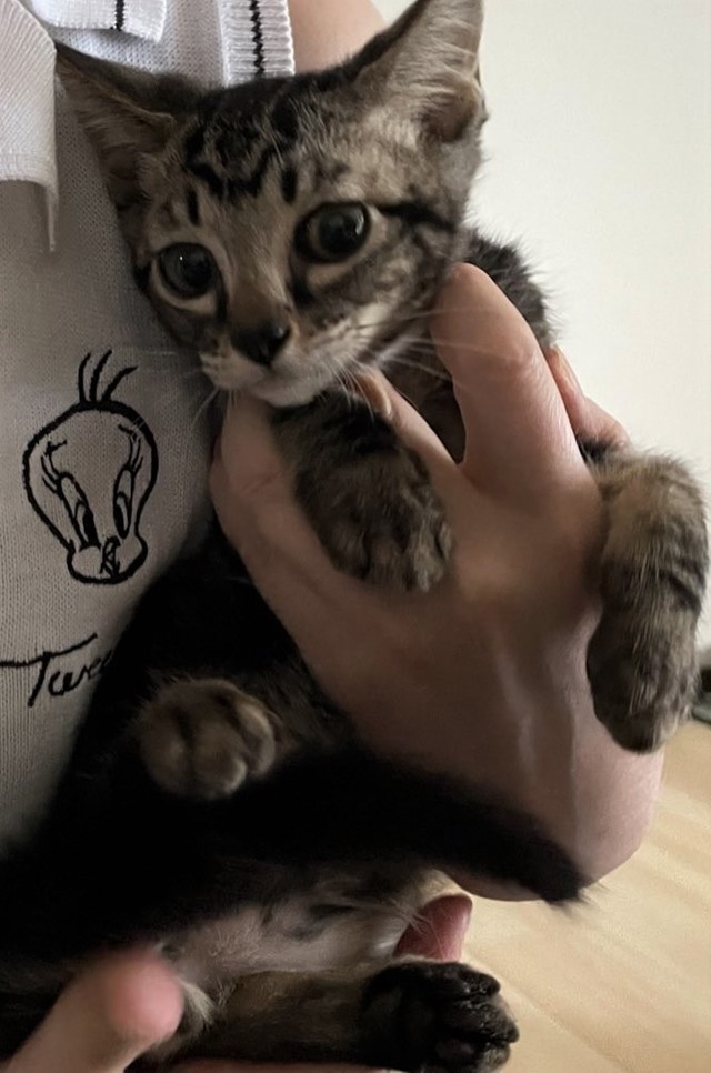 猫34匹の遺棄事件 段ボール箱に詰め込まれた母猫と子猫が見つかる 地域猫活動団体 情報提供を呼びかけ まいどなニュース