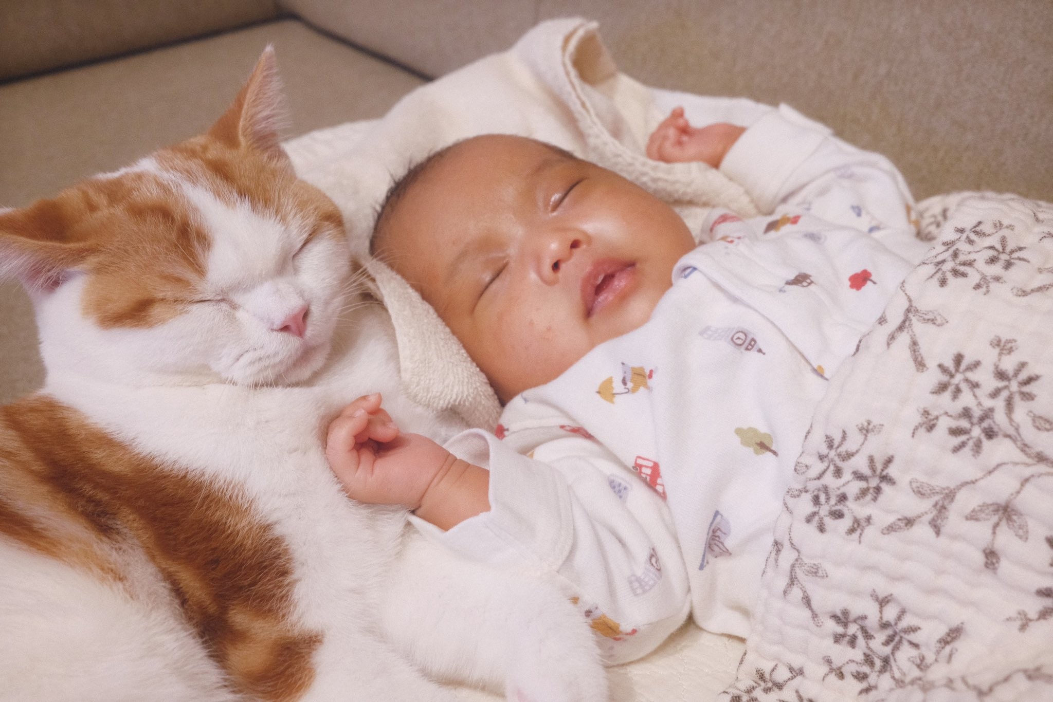 ふたりで秘密の話 子猫が寄り添いほほ笑む赤ちゃんにキュン 通じ合っているんだね なんのお話してる まいどなニュース