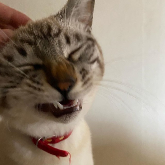 多頭飼いは猫にとって幸せ？ 初めての多頭飼いをしてみて分かったこと 