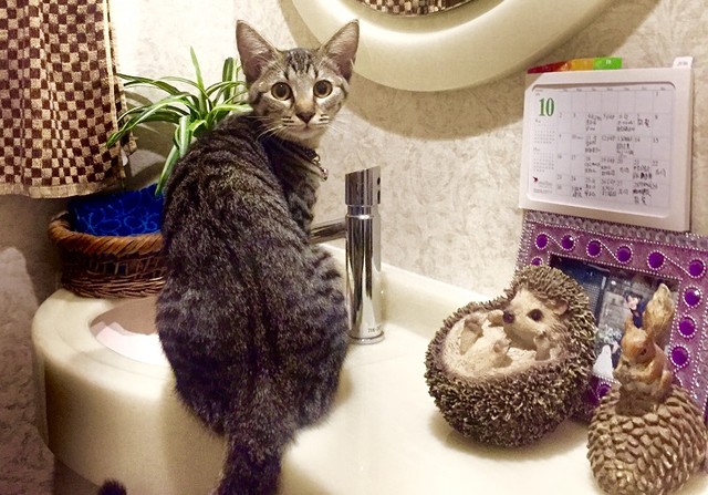 短い間だったけど会えてよかった 子猫は今も飼い主の記憶の中に まいどなニュース