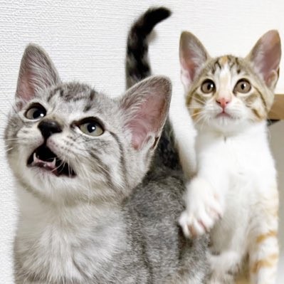 元料理人が作った 釣った魚でフルコース を食す子猫の反応が話題 この家の猫になりたい まいどなニュース