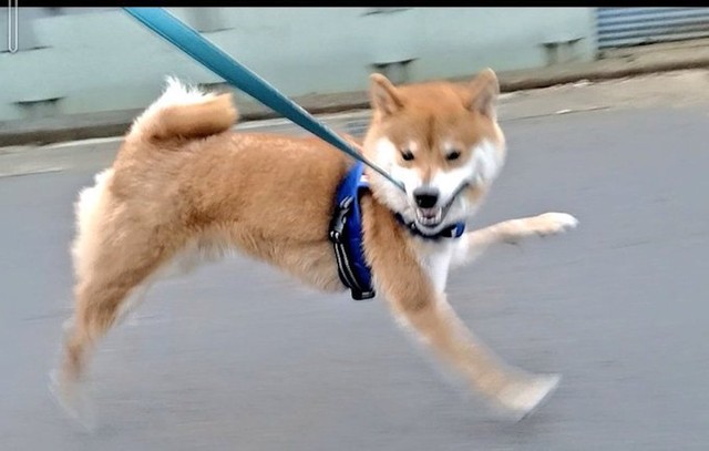 柴犬 ヒャッホーイ 飼い主 普通に走ってくれ 散歩が楽し過ぎる柴犬 につきあう飼い主に励ましの声 この瞬間を撮影できたのがすごい まいどなニュース