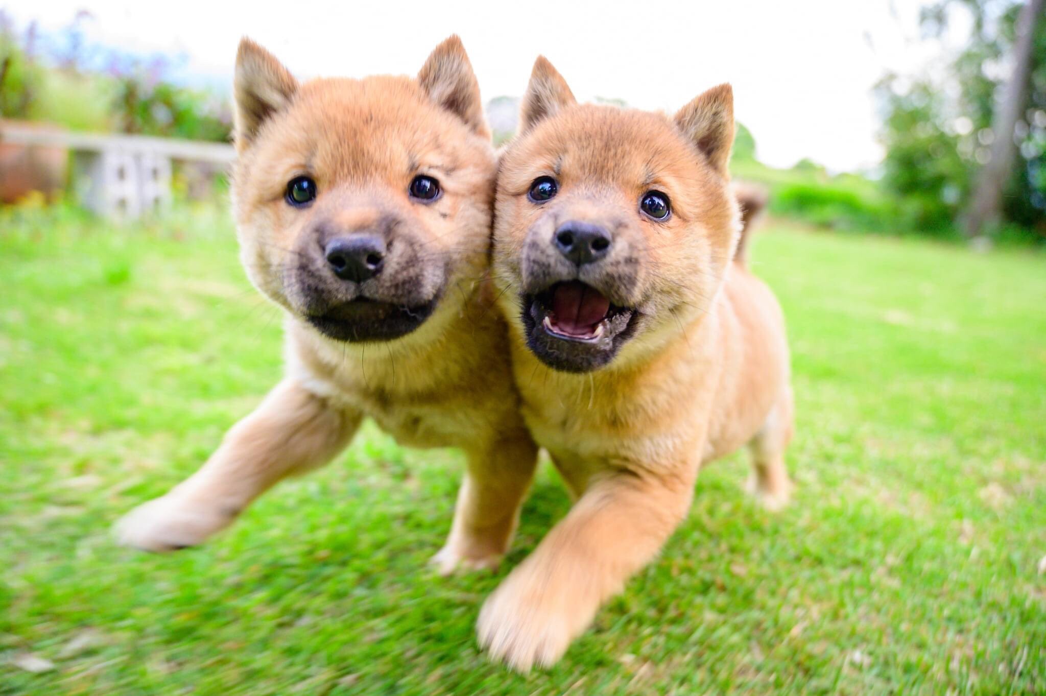 写真の神様が撮らせてくれた 珠玉の一枚 山陰柴犬の子犬の姿に悶絶 可愛すぎる まいどなニュース