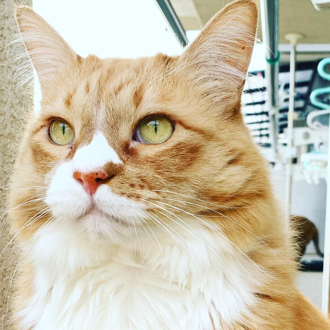 長距離トラックの荷台に迷い込んで10時間 蒸し暑さに耐えた子猫が ジェントルマンで優しい猫に まいどなニュース