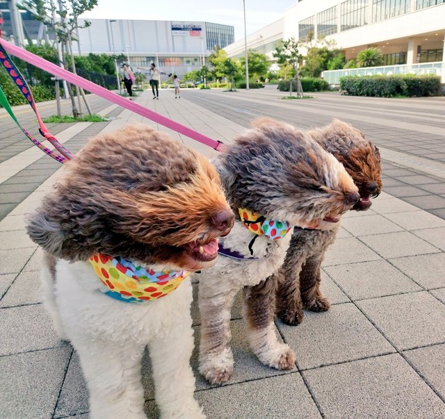 強風にあおられて巨大ハリネズミに 変身 した3匹の犬が話題 大きめのコアラ 走ってないのに疾走感 まいどなニュース