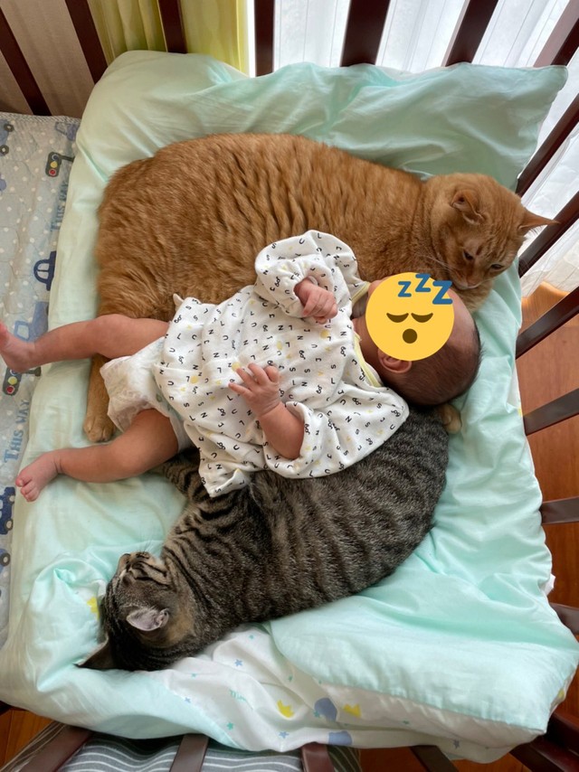 初めての見守り 2匹の猫に挟まれて眠る赤ちゃんにキュン 最高の組み合わせ 尊い光景 まいどなニュース
