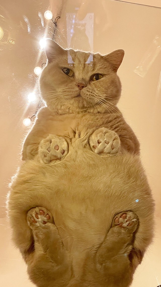 ガラステーブルに乗った猫を下から覗くと なんと絶景 ピンクの肉球が ピーナッツせんべいにしか見えない まいどなニュース ガラステーブルに乗った猫を下から覗くと なんと絶景 ピンクの肉球が ピーナッツせんべいにしか見えない まいどなニュース