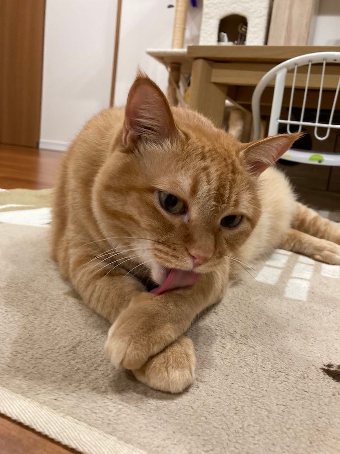 お風呂場 だと うっかり侵入しイカ耳で絶望する猫さん やっべぇ なぜこんなことに まいどなニュース