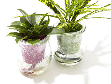 簡単なお手入れでOK！ 観葉植物を育てて夏らしい空間を作ろう