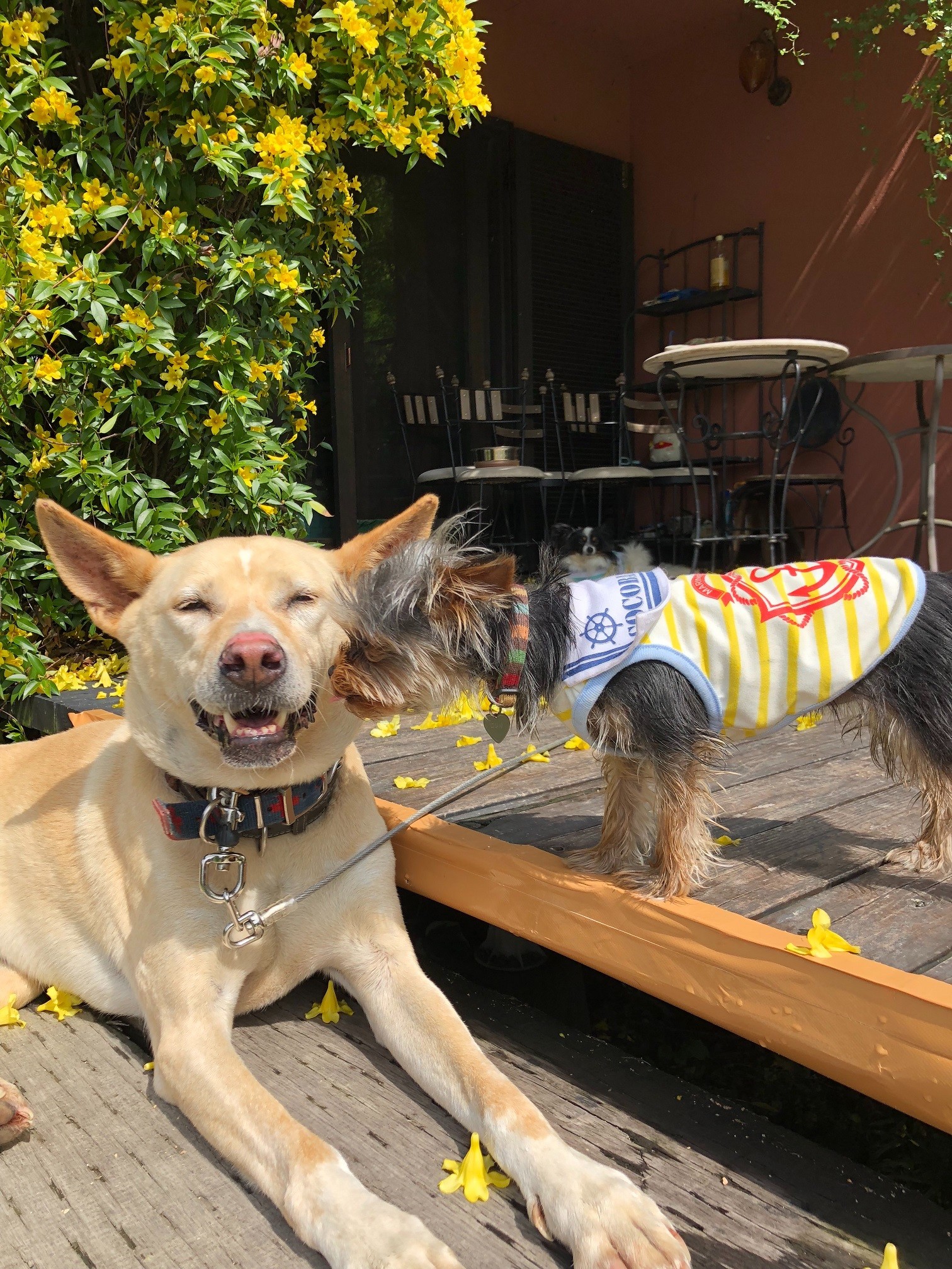 猟犬が置き去りにされる山で偶然保護 人を頼ることを知らなかったシニア犬 同居犬たちと穏やかな日々 まいどなニュース