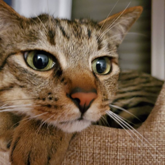 最後まで生き残れたのは臆病だったから 野良の子猫を保護 敵意むき出しも時間をかけて家ニャンに まいどなニュース 最後まで生き残れたのは臆病だったから 野良の子猫を保護 敵意むき出しも時間をかけて家ニャンに まいどなニュース