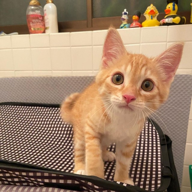 シャーッと威嚇してきた子猫 抱っこして目を細めた瞬間 ああ うちに来るのはこの子だ まいどなニュース