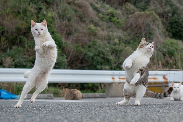 猫拳法の達人 ポーズが決まった と思ったら虚無の顔だった どうやって撮っているの 撮影者に聞いた まいどなニュース