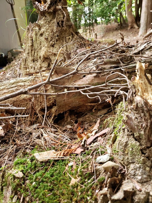 母猫が事故死 カラスに襲撃された子猫たち 命の危機を乗り越えて今では甘えん坊シニア猫に まいどなニュース