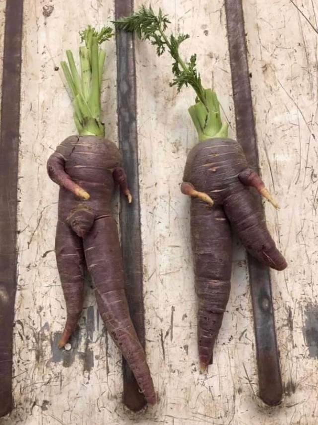 めっちゃカッコよく こちらに歩いてくるニンジン 完璧なまでの 人間タイプ が収穫され話題に まいどなニュース