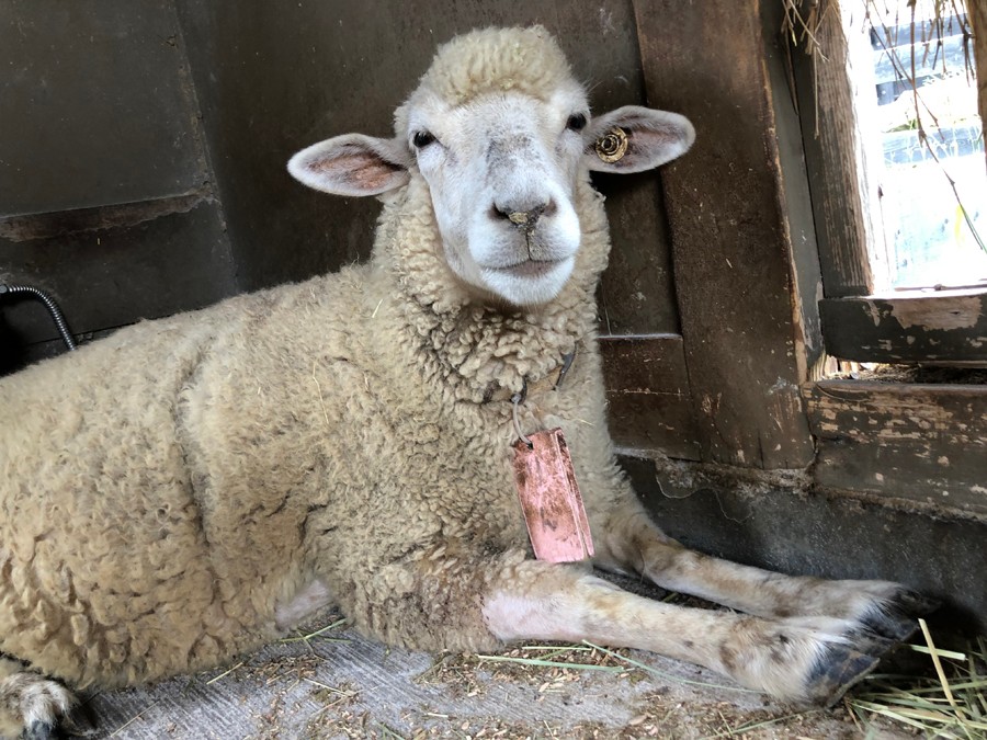ひつじってこんなに笑う 見た人も笑顔にする破壊力にほっこり 実は 飼育員さんに聞いた まいどなニュース