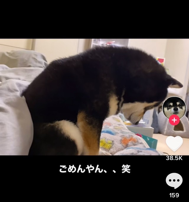 ごめんやん 笑 冬のあるある現象で激しく落ち込む柴犬がかわいすぎ この世の終わりじゃねぇかw まいどなニュース